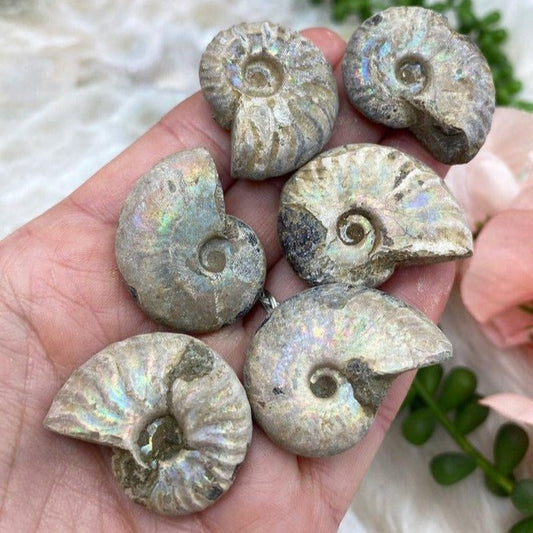 Ammonite Fossil neom.soul
