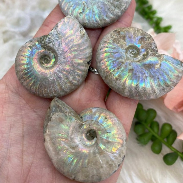 Ammonite Fossil neom.soul