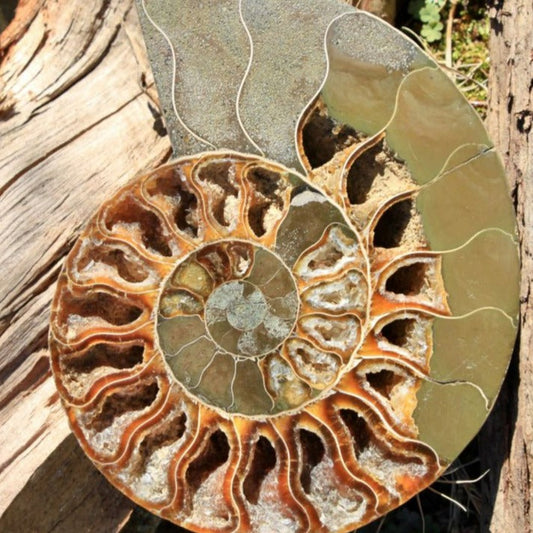 Ammonite Fossil neom.soul