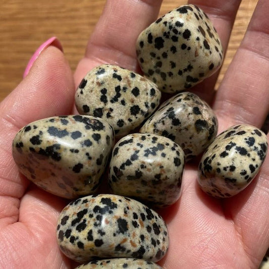 Jasper - Dalmatian neom.soul