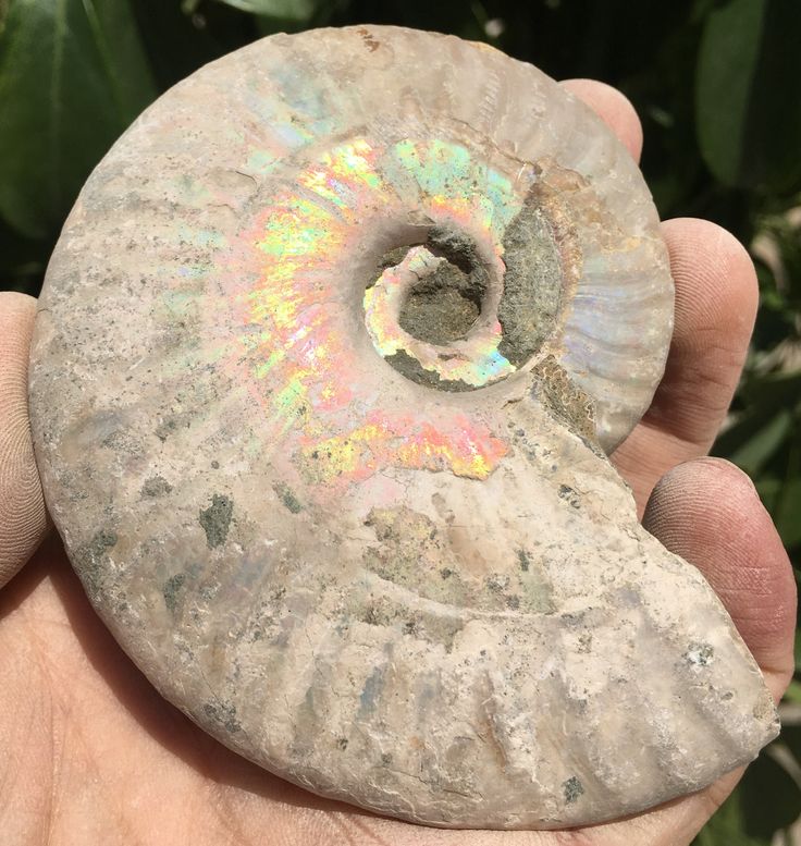 Ammonite Fossil neom.soul