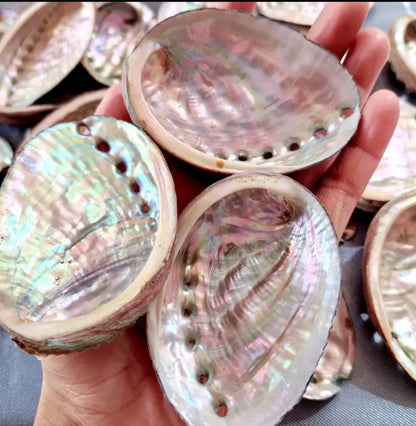 Abalone Shell - Natural