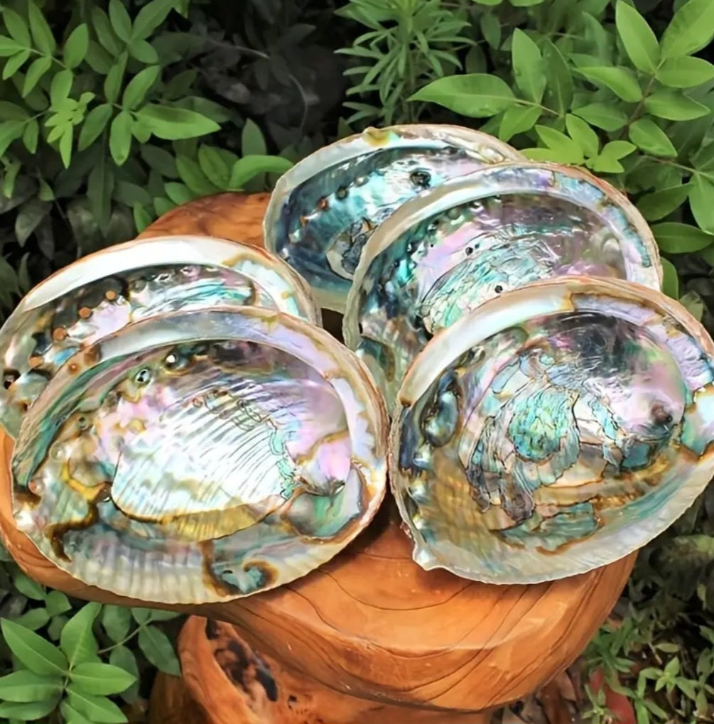 Abalone Shell - Natural